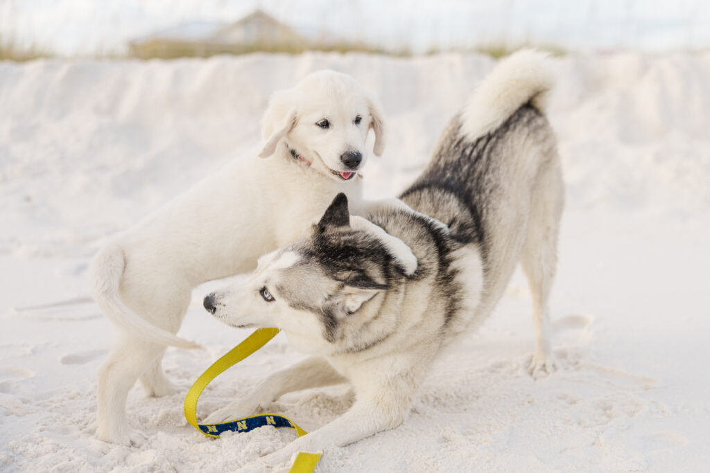 pet photos on pensacola beach