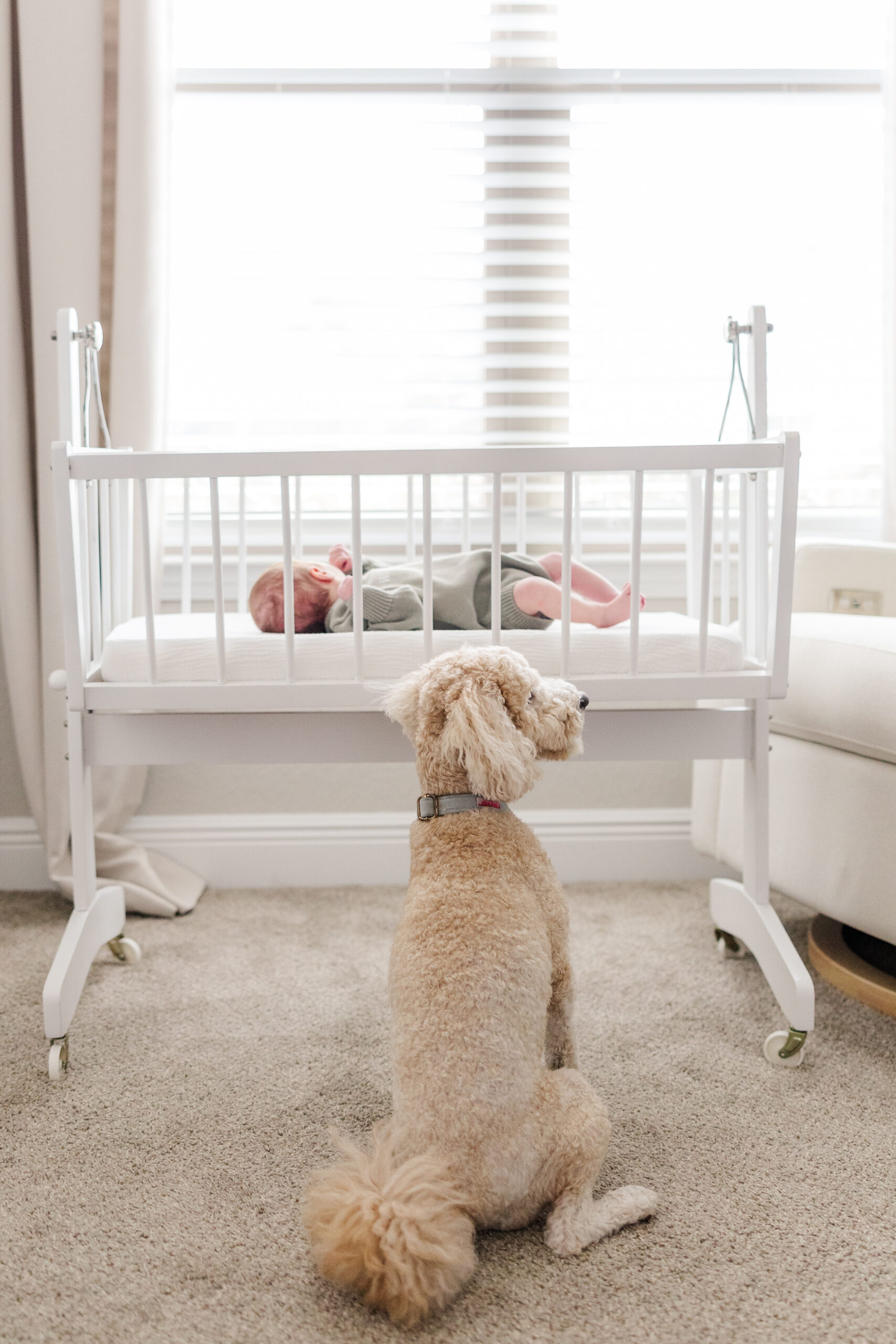 dog watching over baby boy