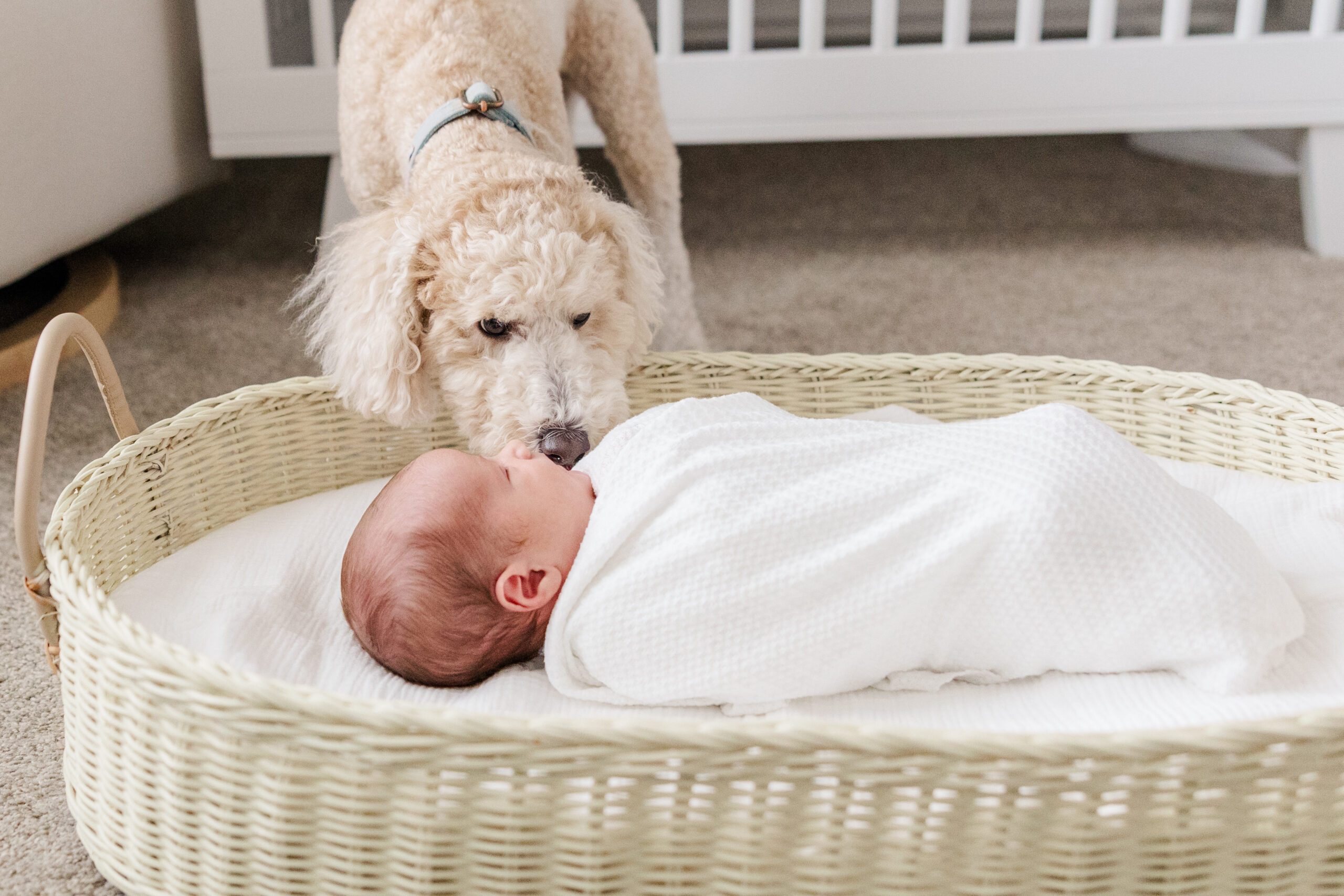 baby boy and his dog